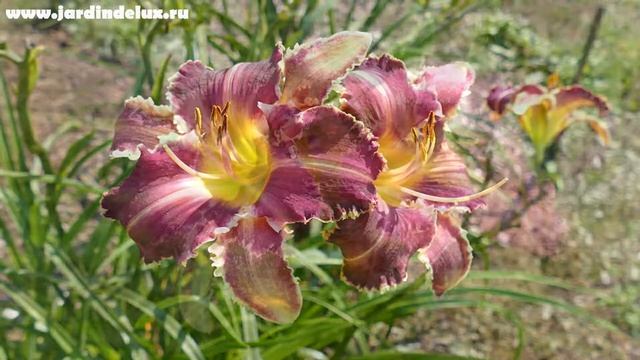 Цветение сортового лилейника HOOKED в саду www.jardindelux.ru смотреть онлайн