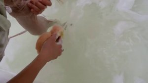 Банный день сфинкса (cat taking a bath). mp4