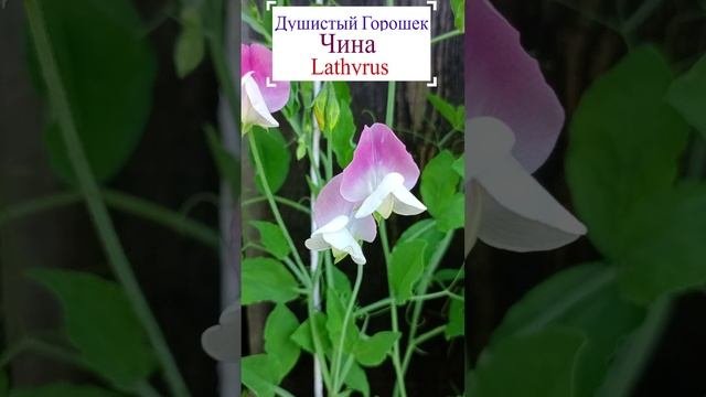 Душистый горошек (чина душистая).?