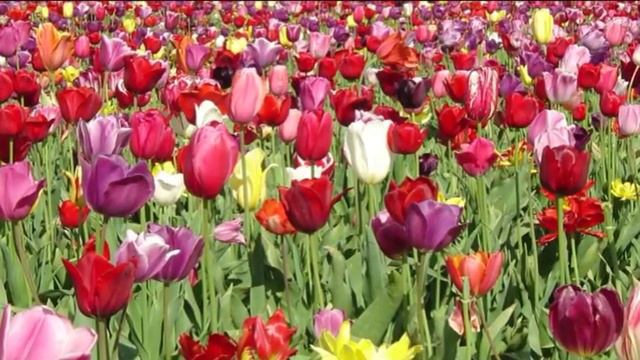 Тюльпаны смотреть онлайн