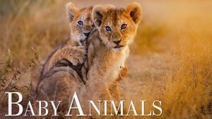 Детеныши Животных В 4К Релакс Видео
Baby Animals 4K - Amazing World Of Young Animals