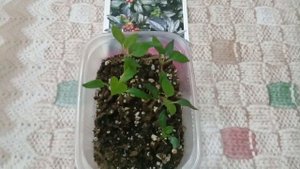 КОМНАТНЫЕ ЦВЕТЫ. ВСХОДЫ КОМНАТНЫХ РАСТЕНИЙ. УРА! ВЗОШЛИ СЕМЕНА ФИЛОДЕНДРОНА!