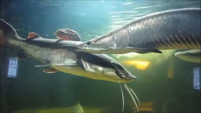 Тур Саратов Пенза Океанариум Зоопарк Часть 1 Океанариум смотреть онлайн