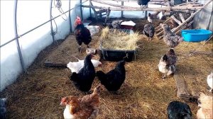 Яйца "Доминантов"/цветные яйца/Пряник/куры ругаются!