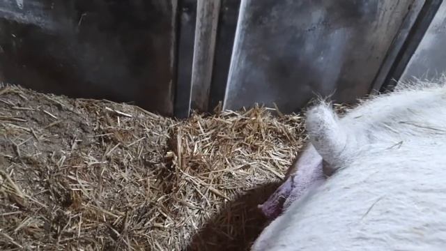 //Как прошёл десятый Машкин опорос,вес поросят-это Монстры//Мама йоркшир+петрен-дюрок//