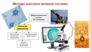 02 Анатомия ЦНС для психологов. Методы анатомии. Анатомическая номенклатура