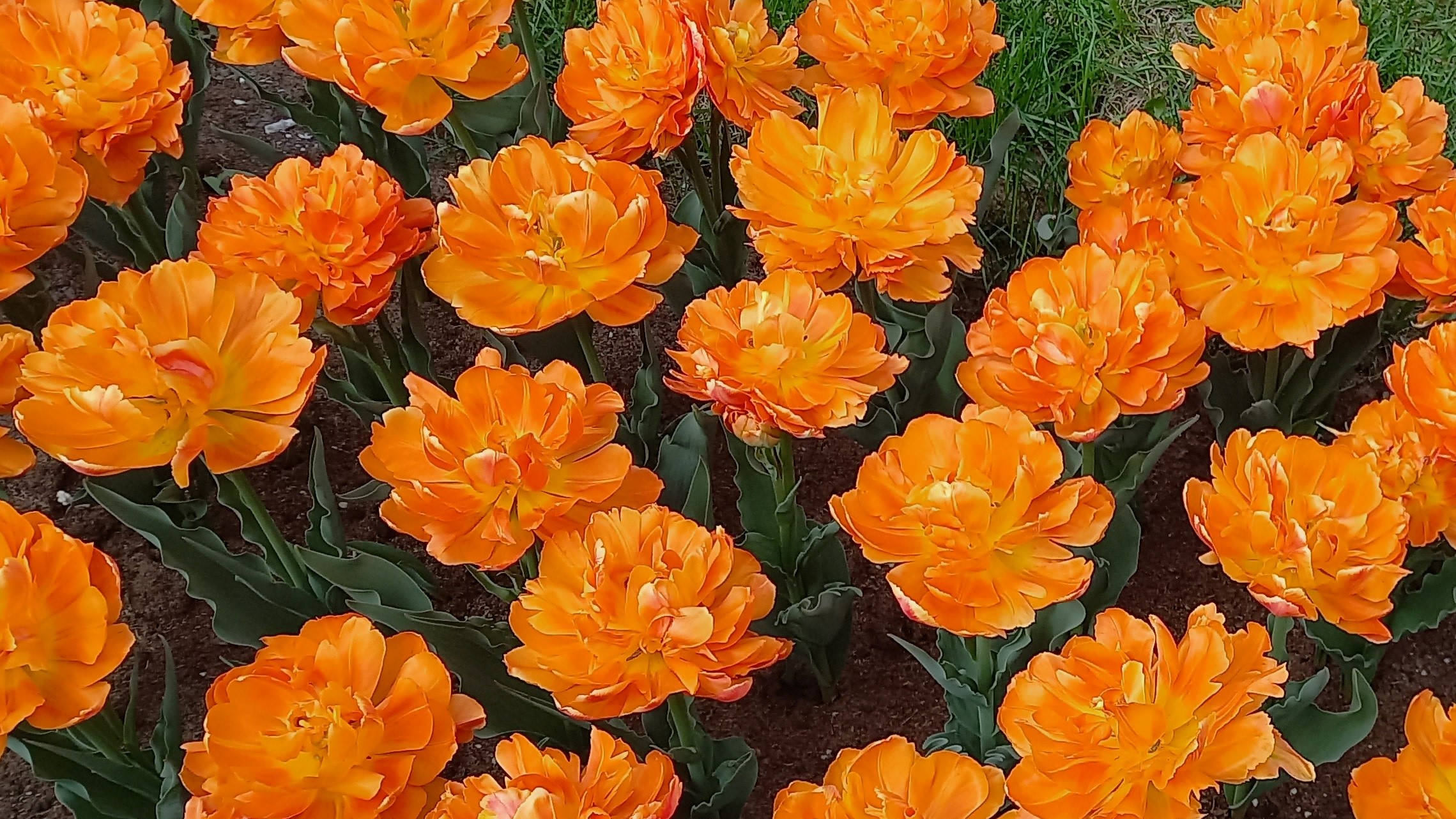 ТЮЛЬПАНЫ НА ЮГО-ЗАПАДЕ МОСКВЫ... смотреть онлайн