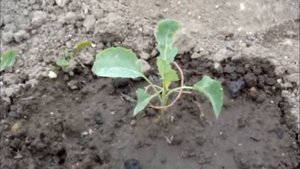 Проволочка выручалочка для рассады