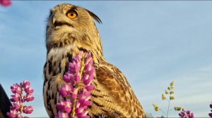 Yoll's добрый stream из Совиного дола. Пережидаем жару