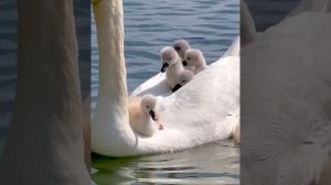 Мама-лебедь с детьми