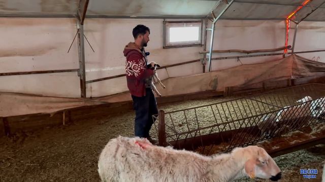 KOYUN 3 TANE KUZU DOĞURDU / BABAMA YAĞMURLUĞU YARGIÇ GÖTÜRDÜ / YAVRU KANGALLAR ARTIK SÜRÜDE / смотреть онлайн