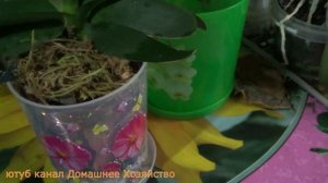 Как пересадить орхидею