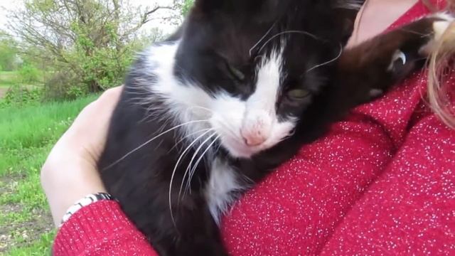 Самый любвеобильный и ласковый кот смотреть онлайн