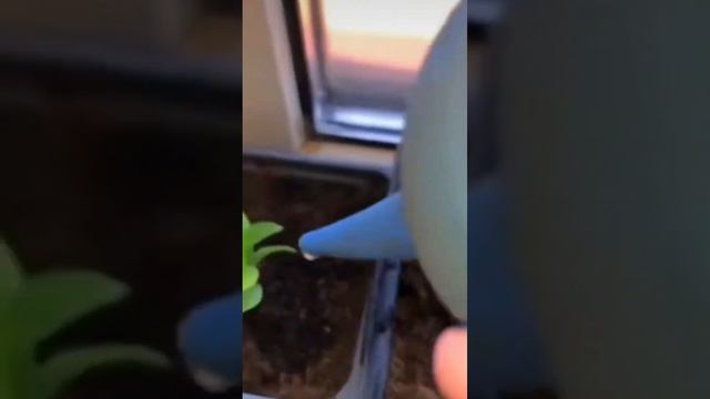 ГОРТЕНЗИЯ обзор укоренения из почки #просто #plant #flower #flowerplant #gardening смотреть онлайн