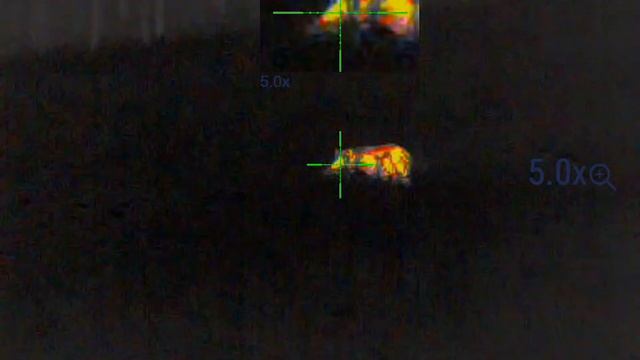 Охота на секача на овсах?✌️ смотреть онлайн