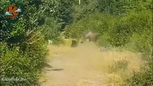 Травоядные животные спасают своих от хищников. Дикий мир в дикой природе.