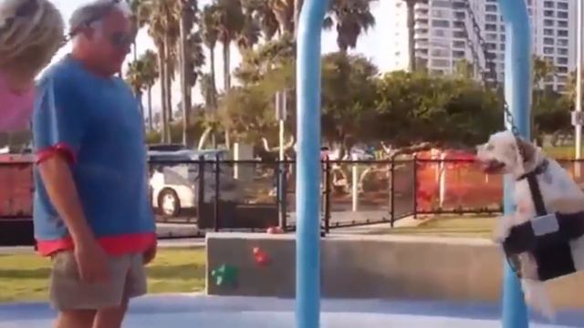 False Facts About Dogs You Always Thought Were True смотреть онлайн