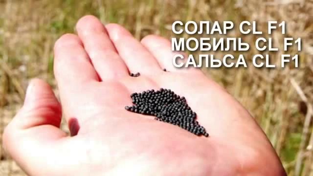 Посевная рапса 2012