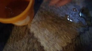 Щенок писает на ведро!