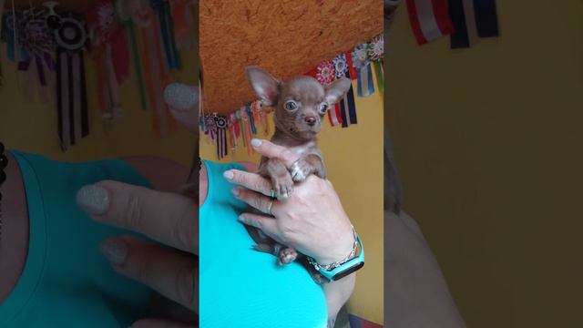 красивенная Фрида шоколадка Продажа чихуахуа питомник Кастропуло Крым+79787458062 viber WhatsApp смотреть онлайн