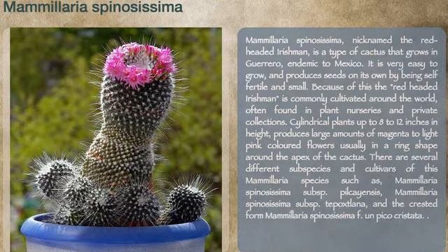 Mammillaria Spinosissima