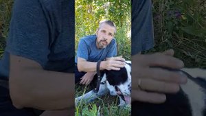 Правда или ложь, что САО (Алабай)  подчиняется только одному владельцу?