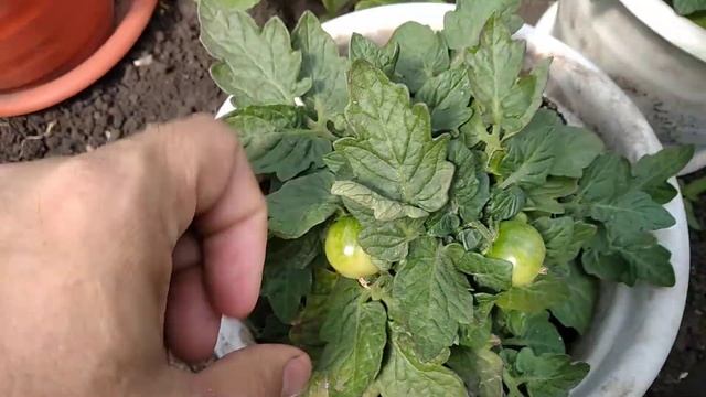 Томат. Сорт "Пиноккио". смотреть онлайн