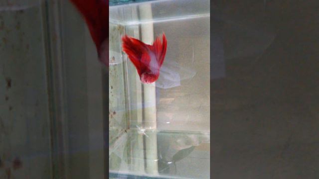 Ikan Cupang Halfmoon Giant, lavender pink смотреть онлайн