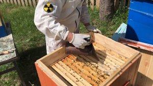 Отбор медовых рамок в 16-рамочном улье лежаке дадане с магазином.