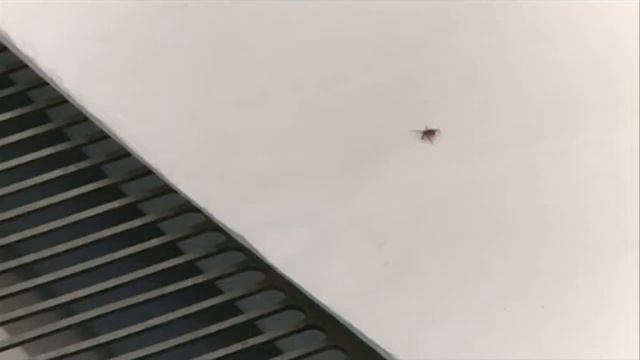 30 05 16 Количество жалоб на укусы клещей в Удмуртии продолжает расти смотреть онлайн