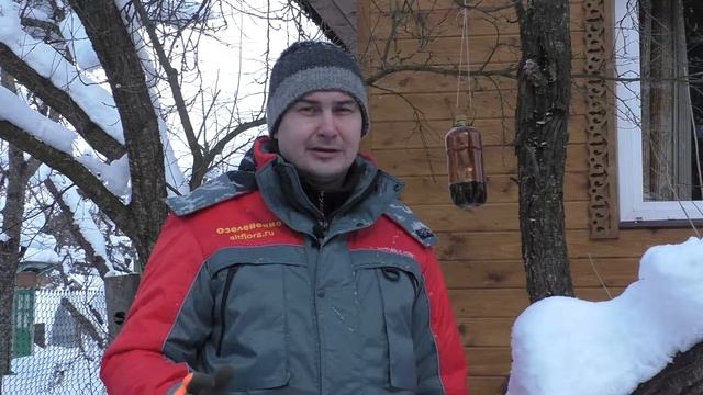 Чем подкармливать птиц в саду