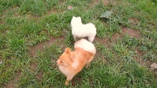 Немецкий Шпиц, Кличка Перси