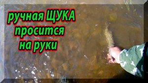 Ручная ЩУКА просится на руки. Ловля щуки на спиннинг.