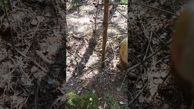 ОТЛИЧНАЯ ПРОГУЛКА ПО ГРИБЫ☺ смотреть онлайн