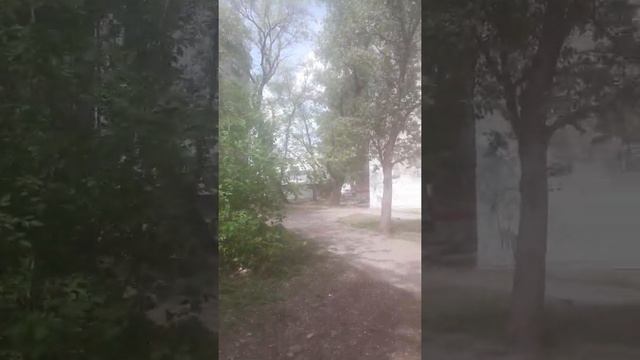 #Шабадина , дворы на ул. #Павленко и Огромное дерево, липа скорей всего..#Хабаровск . смотреть онлайн