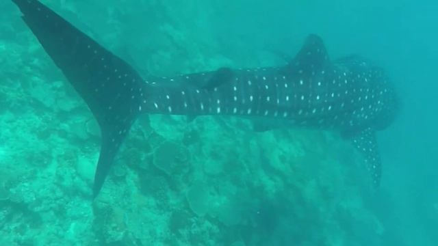 Плавание с китовой акулой |МАЛЬДИВЫ| смотреть онлайн