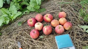 Сорт яблук "Гала Маст".