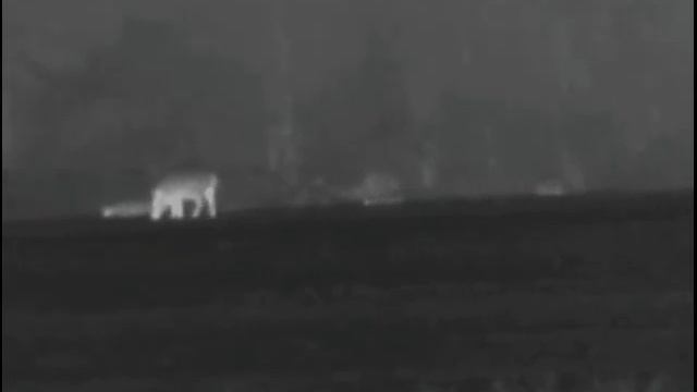 Видио 2.съёмка кабанов тепловизором пульсар хелион ХQ 50F смотреть онлайн