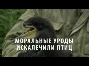 Моральные уроды искалечили птиц. Moral monsters mutilated birds.