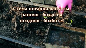 Посадка капусты в открытый грунт: когда сажать и сеять капусту - рассадный способ, капуста из семян