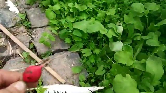 Купольная теплица, геодезический купол, kuppelgewächshaus, geodätische Kuppel Teil 7 смотреть онлайн