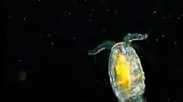 cyclops01df10x смотреть онлайн