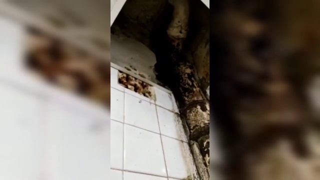 Саратовский профессор три года добивается ремонта канализации смотреть онлайн