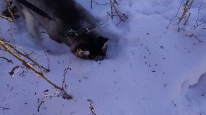 Щенок хаски  2,5 месяца копает снег