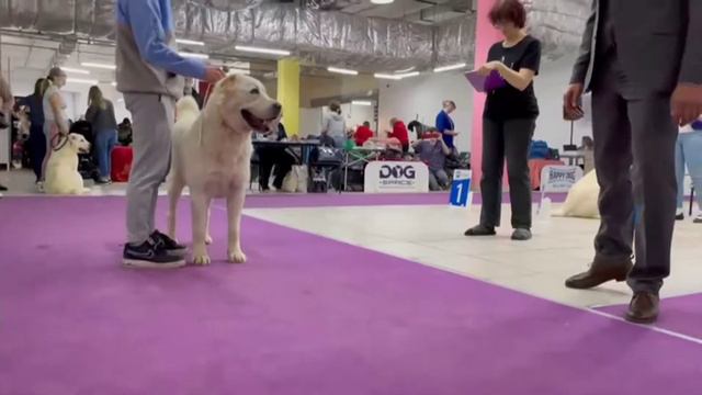 Выставка Москва ТИМЕРТАШ ЯЖЕРДАНА ЧРКФ- САС,ЧРКФ,BOS; СПЕЦИАЛИТИ - САС, КЧК,ЛПП, БЭСТ 2 гр - 3 мест смотреть онлайн