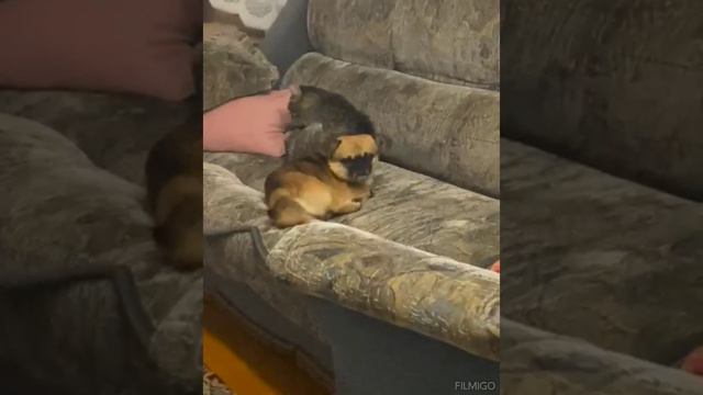 Кот и собачка