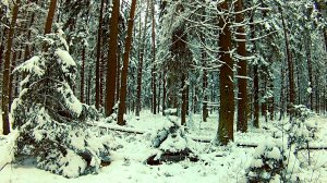 Зима. Яркие пейзажи зимнего леса. Звуки живой природы. Видео для отдыха.