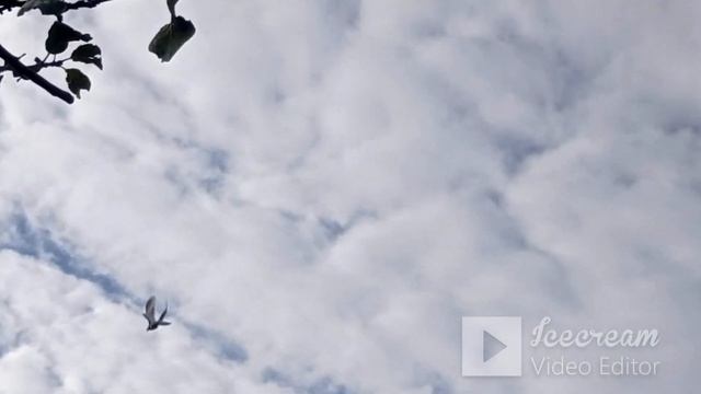 Обращение к голубеводам - любителям серпастой птицы. смотреть онлайн