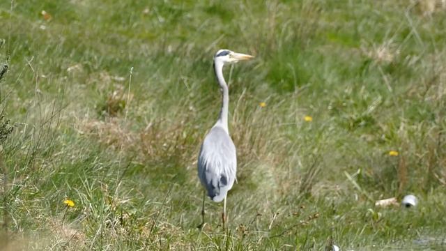 Милые животных для детей #6 / Cute animals #6 / ZOO for kids / Animals for kids смотреть онлайн