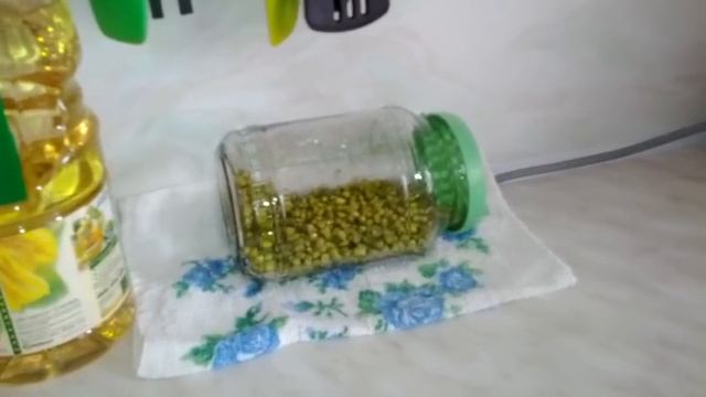 Как прорастить маш  в банке.